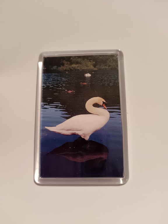 Majestic Swan Reflection Photography Fridge Magnet 