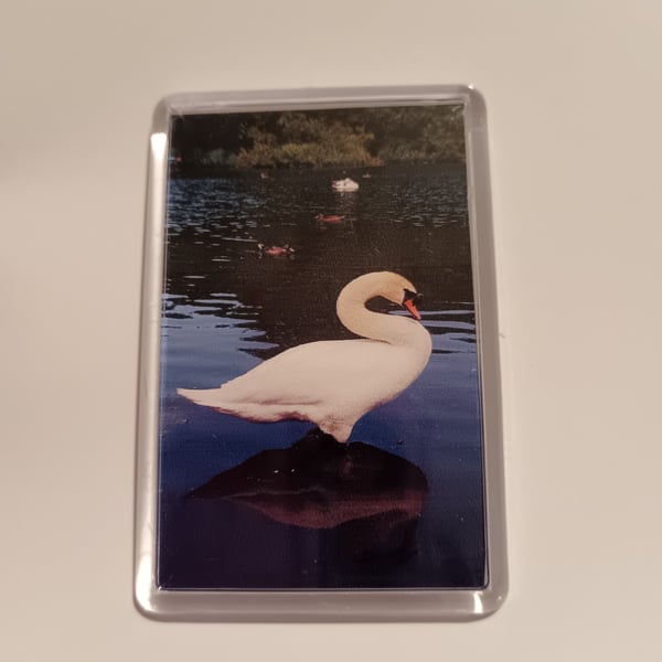 Majestic Swan Reflection Photography Fridge Magnet 