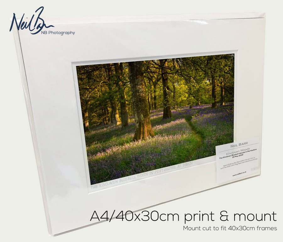 Kinclaven Bluebell Woodlands Perthshire Scotland - A4 (40x30cm) Unframed Print