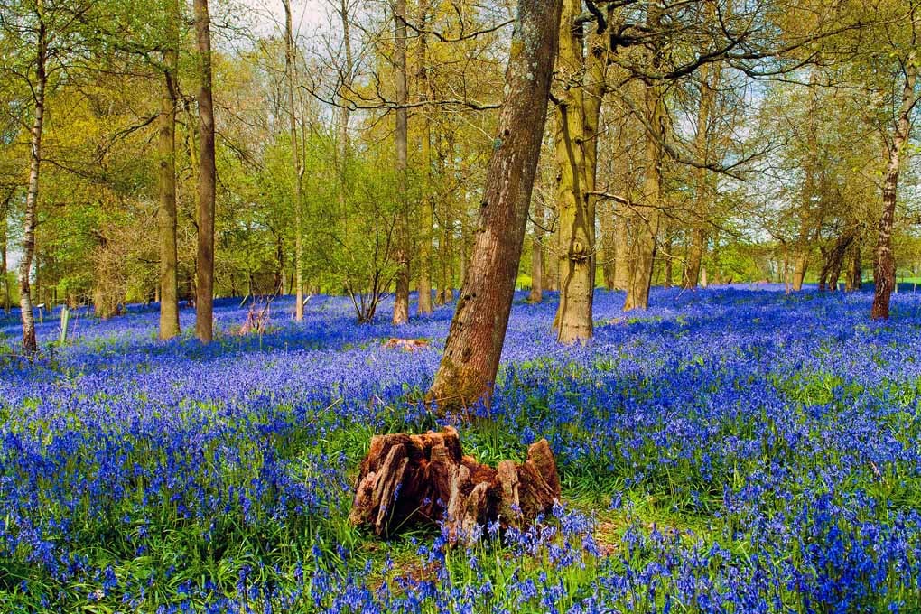 Bluebell Woods Greys Court Oxfordshire England UK 18"X12" Print
