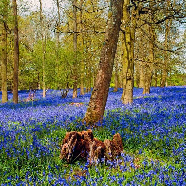 Bluebell Woods Greys Court Oxfordshire England UK 18"X12" Print