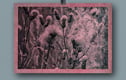 Fine Art Photographs