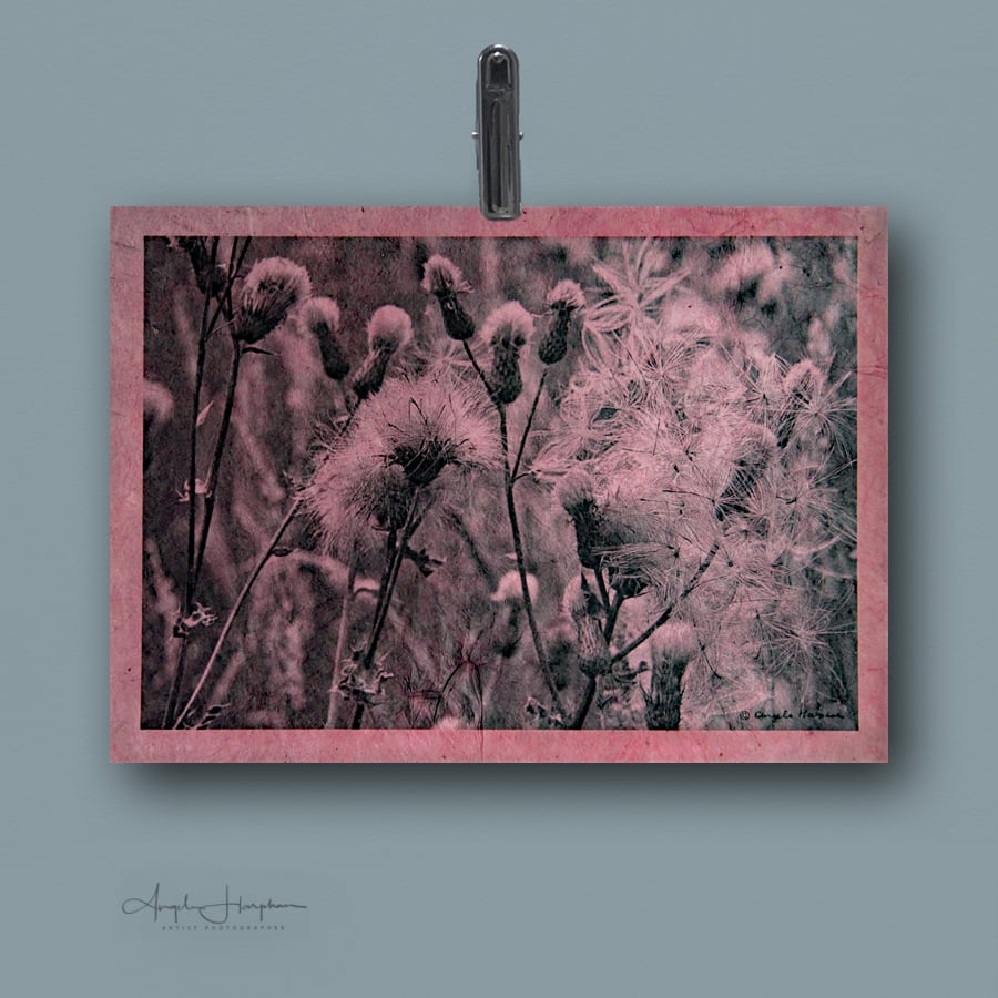 Monochrome Photograph on Coloured Textured Paper - Knapweed Thistledown