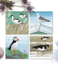 British Birds Coastal Collection - pack of four cards