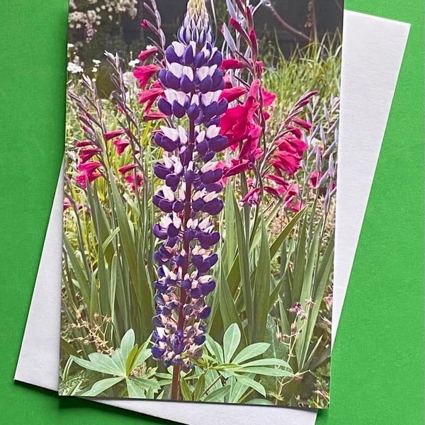 Lupin Flower The Governor - Photographic Print Greetings Card