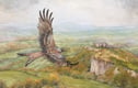 Birds of prey, wildlife and nature