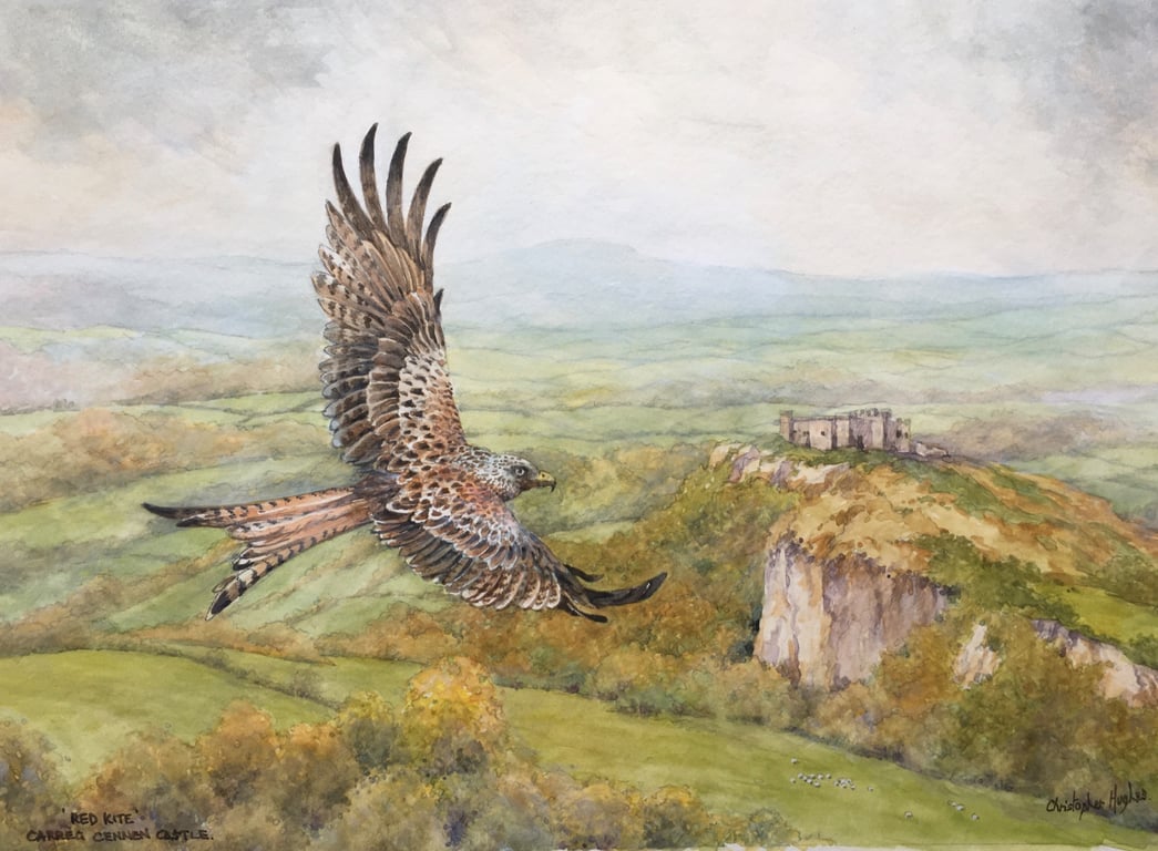 Red Kite over Carreg Cennen. Original watercolour by Christopher Hughes 