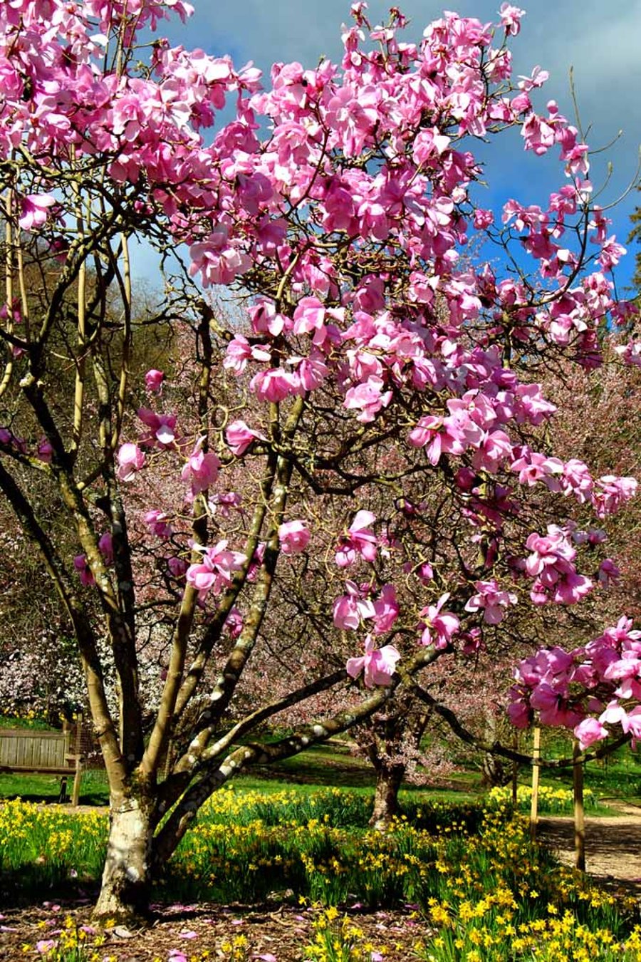 Magnolia Tree Batsford Arboretum Cotswolds UK 12"x18" Print