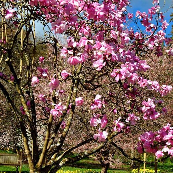 Magnolia Tree Batsford Arboretum Cotswolds UK 12"x18" Print