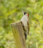Woodpecker print (Limited edition of 10)