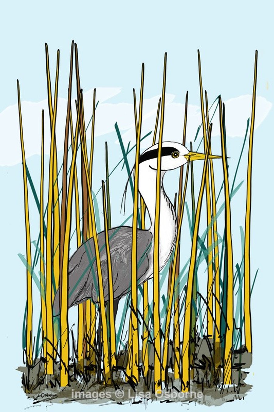 Heron in reeds. Signed print. Digital illustration. Birds. Wildlife