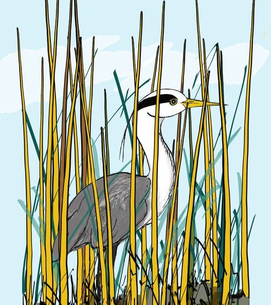 Heron in reeds. Signed print. Digital illustration. Birds. Wildlife