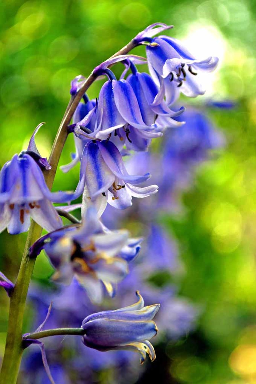 Bluebells Colourful Spring Flowers Hyacinthoides Photograph Print