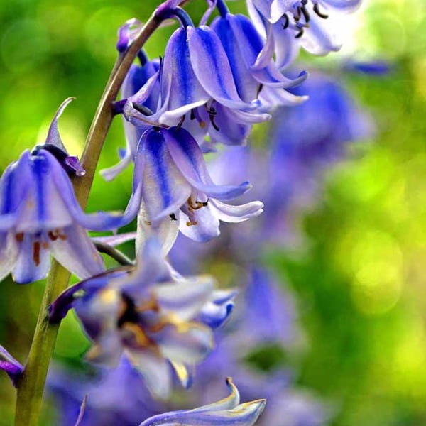 Bluebells Colourful Spring Flowers Hyacinthoides Photograph Print
