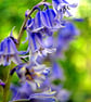 Bluebells Colourful Spring Flowers Hyacinthoides Photograph Print