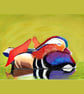 Mandarin Duck Art Print A5 Gouache Painting