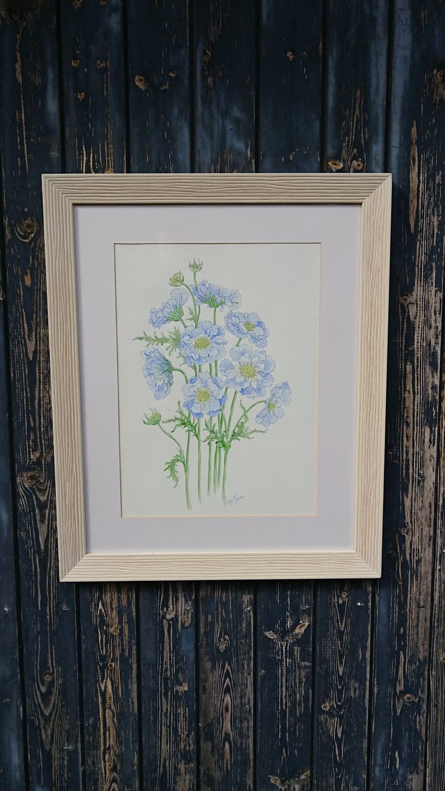 Blue scabious, a botanical watercolour painting on white background