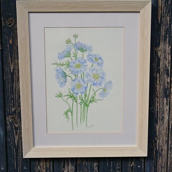 Blue scabious, a botanical watercolour painting on white background