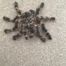 Needle felted terantula 