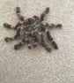 Needle felted terantula  - Image 1