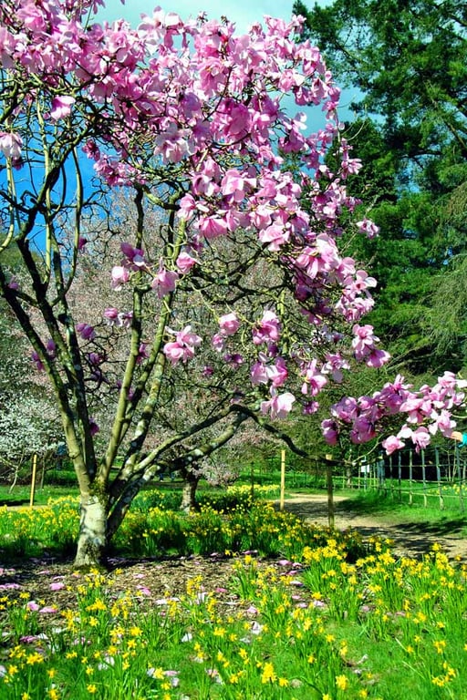 Magnolia Tree Blossom Batsford Arboretum Cotswolds UK Photograph Print
