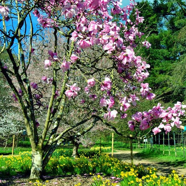 Magnolia Tree Blossom Batsford Arboretum Cotswolds UK Photograph Print
