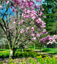 Magnolia Tree Blossom Batsford Arboretum Cotswolds UK Photograph Print