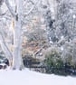 Water Garden in Winter Norfolk Christmas Greeting Card A5