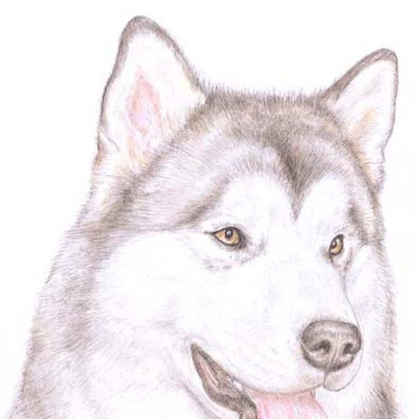 Hugo the Alaskan Malamute - Birthday Card