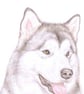 Hugo the Alaskan Malamute - Birthday Card - Image 1