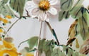 Daisies 