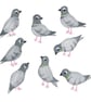 Pigeons Card - Blank Card - Greeting Card - Image 2