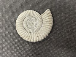  2.3-Ammonite Fossil  fridge magnet in cement 