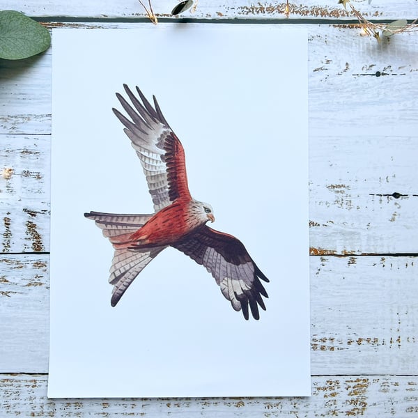 Red kite watercolour print