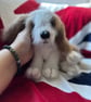 Little Autumn Puppy - Image 3