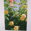 Photographic card of roses in Chegwyn Charity Gardens.