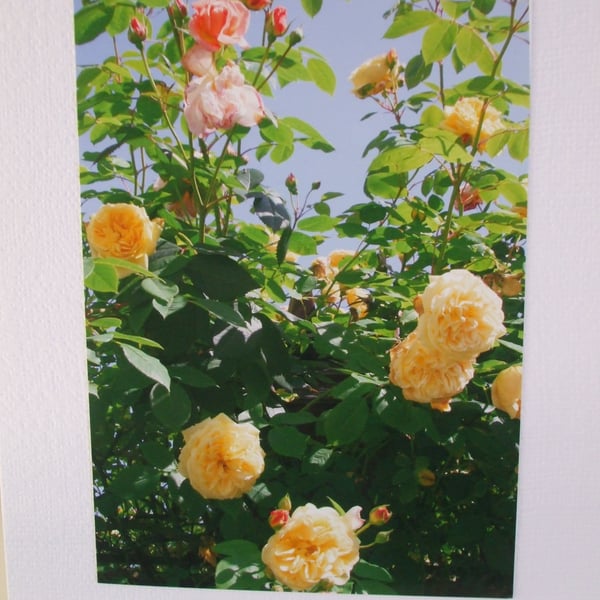 Photographic card of roses in Chegwyn Charity Gardens.