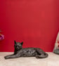 Lying Cat Animal Statue Large Bronze Resin Garden Sculpture - Image 4