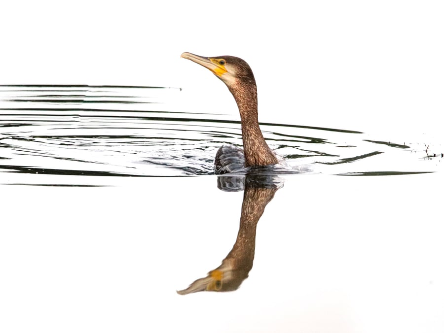 Cormorant - Minimalist Photography Print (unframed, unmounted)