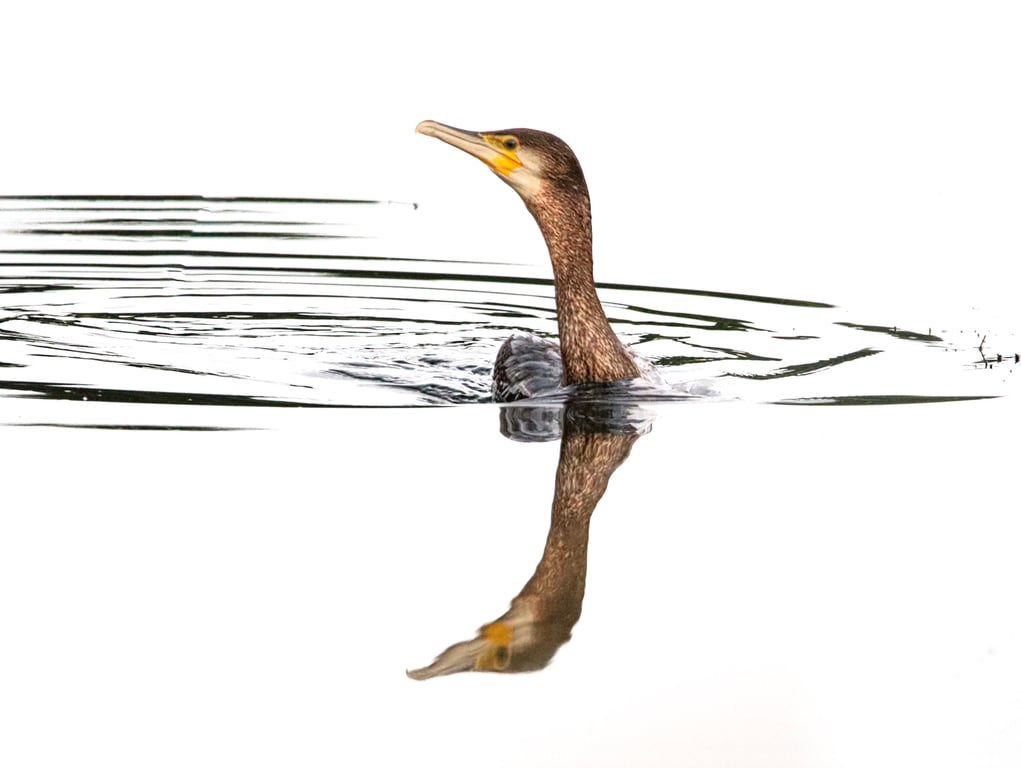 Cormorant - Minimalist Photography Print (unframed, unmounted)