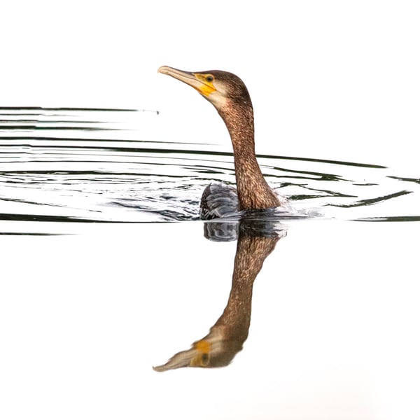 Cormorant - Minimalist Photography Print (unframed, unmounted)