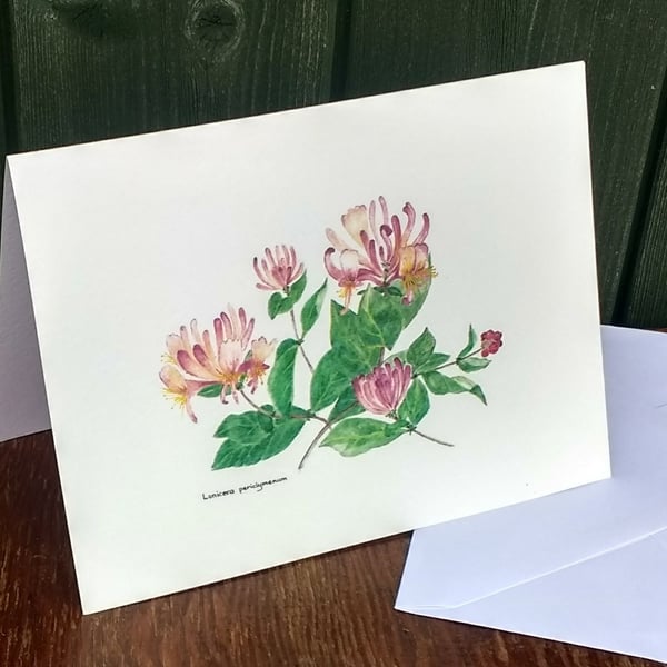 Blank greetings card from our own original watercolour painting of Honeysuckle.