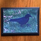 Handmade photo card of Crow 'My best side'