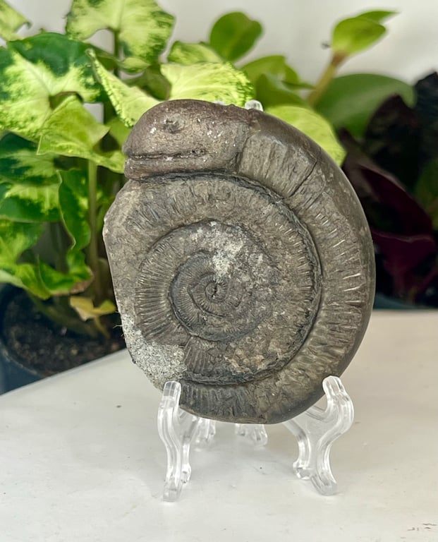 Ammonite Fossil Genuine Whitby Hand Carved Snakestone Folklore of St Hilda's