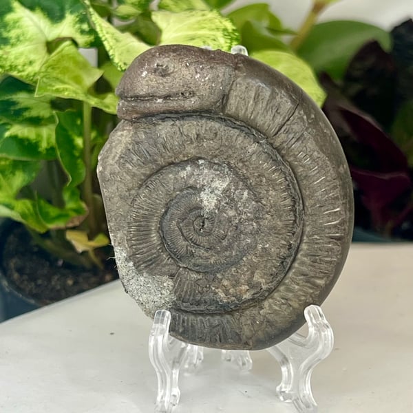 Ammonite Fossil Genuine Whitby Hand Carved Snakestone Folklore of St Hilda's
