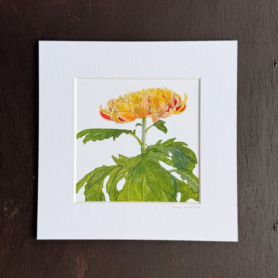 'Chrysanthemum' 8" x 8" Mounted Print