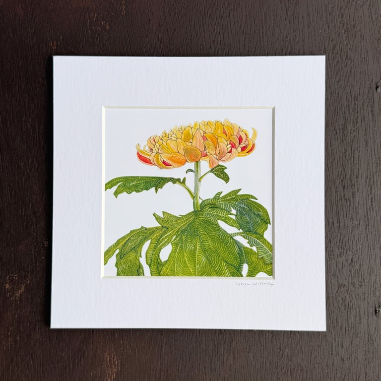 'Chrysanthemum' 8" x 8" Mounted Print