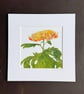 'Chrysanthemum' 8" x 8" Mounted Print