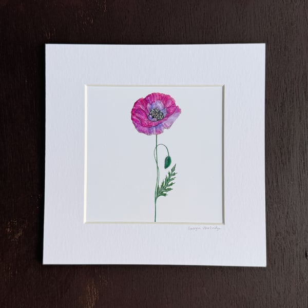 'Shirley Poppy' 8" x 8" Mounted Print