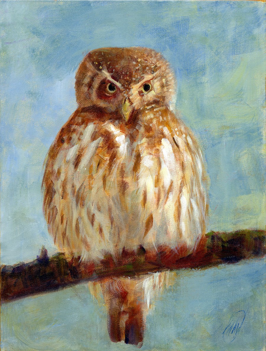 B2M Eurasian Pygmy Owl print